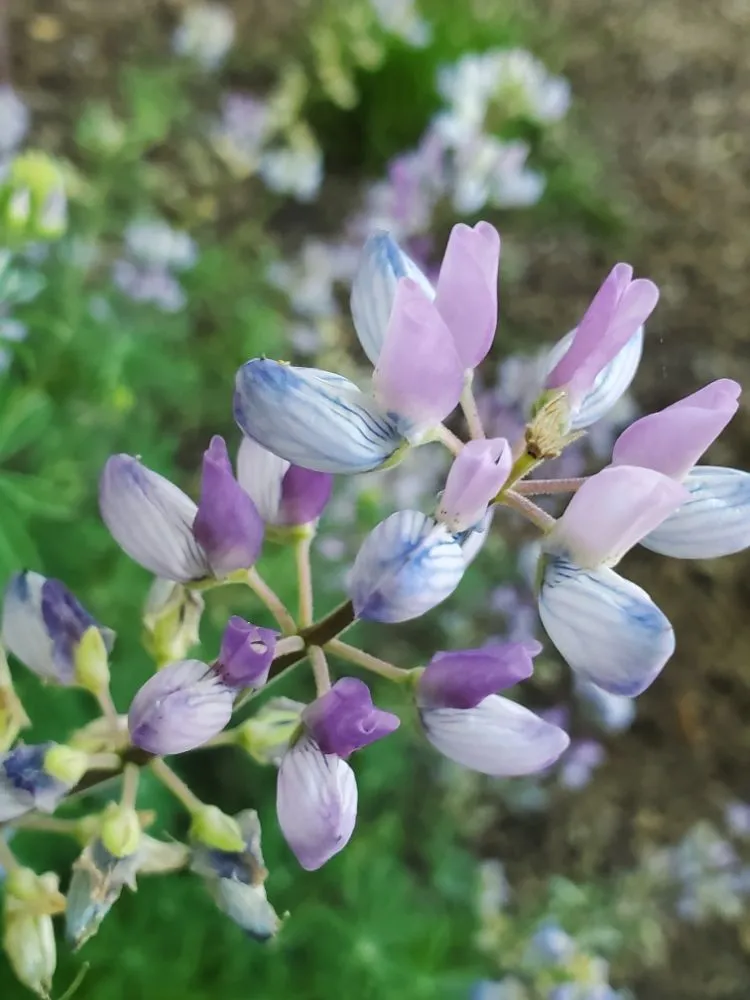 Top-rated yard cleanup service in Richmond, CA by Bird and Butterfly Gardening