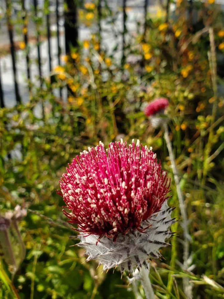 Trusted residential landscaping in Richmond, CA by Bird and Butterfly Gardening