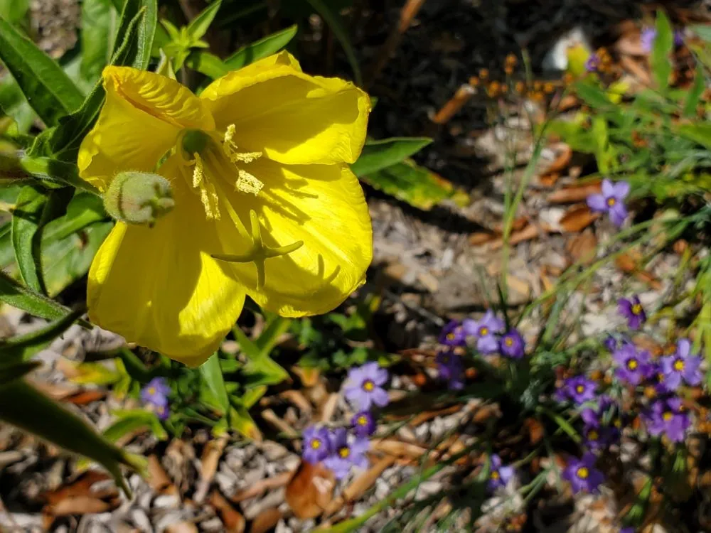 Reliable lawn care service experts serving Richmond, CA - Bird and Butterfly Gardening
