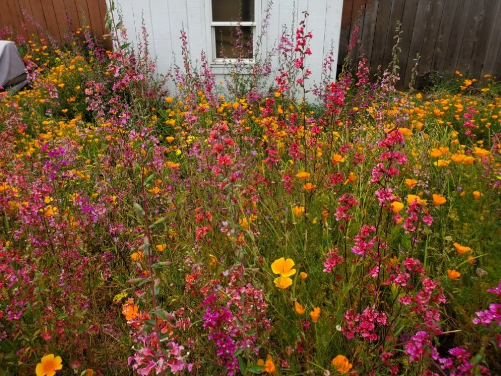 Reliable residential landscaping experts serving Richmond, CA - Bird and Butterfly Gardening