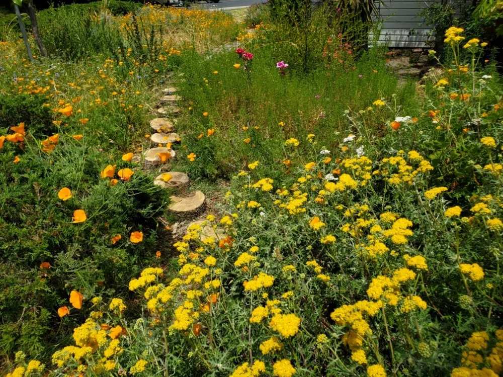 Professional lawn care service in Richmond, CA by Bird and Butterfly Gardening