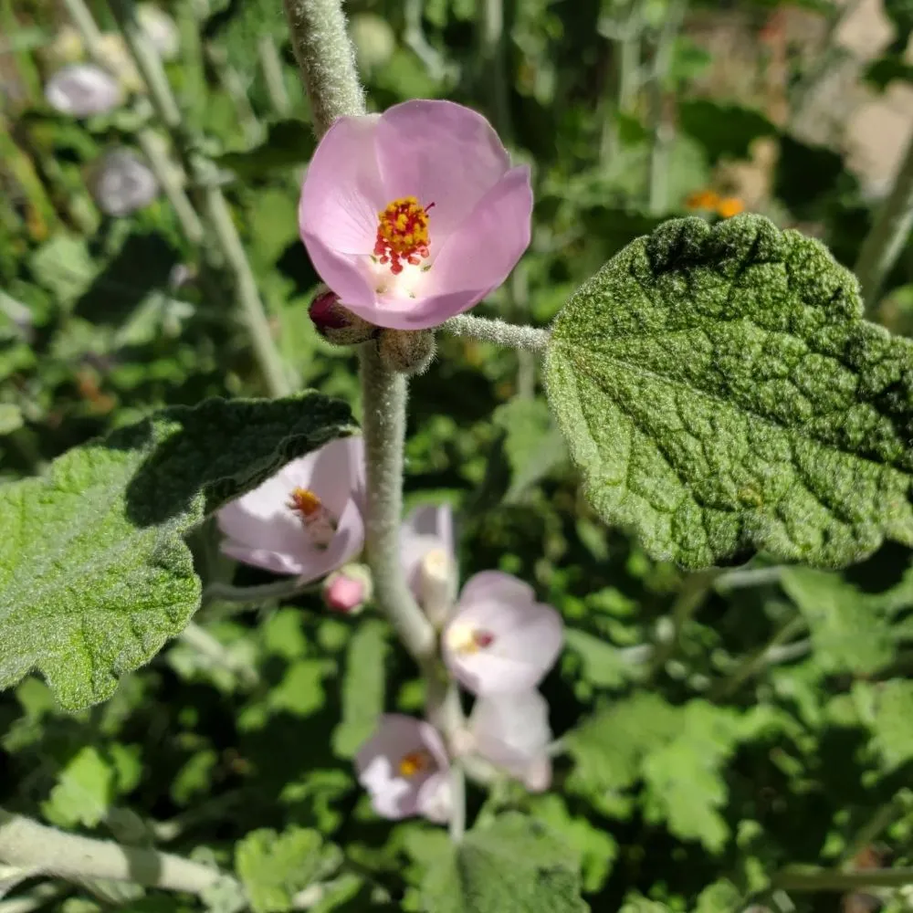 Local yard maintenance for year-round maintenance in Richmond, CA by Bird and Butterfly Gardening