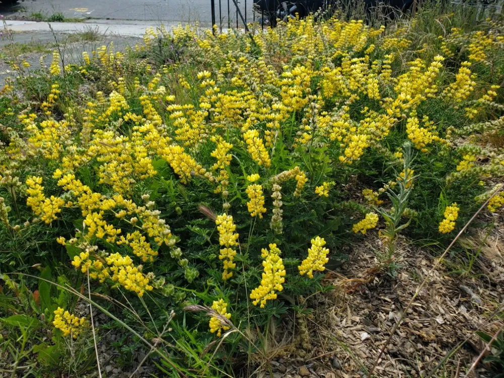 Trusted lawn mowing service for beautiful yards across Richmond, CA - Bird and Butterfly Gardening