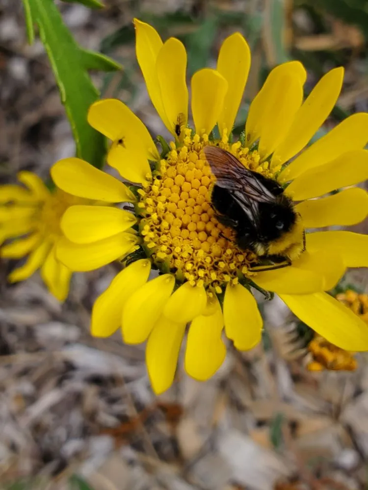 Reliable yard maintenance for homes in Richmond, CA by Bird and Butterfly Gardening