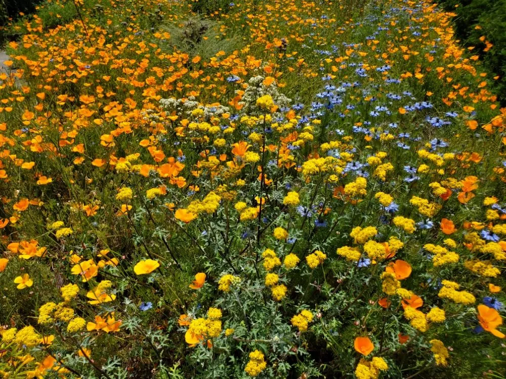 Trusted outdoor landscaping in Richmond, CA by Bird and Butterfly Gardening