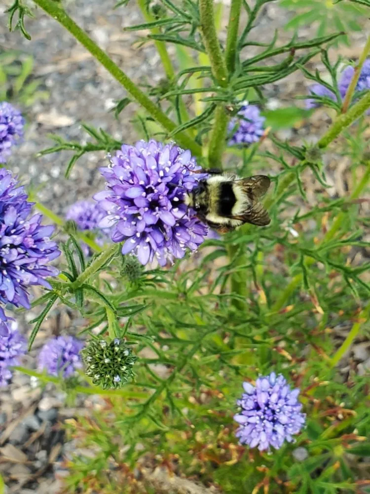 Local lawn mowing service experts serving Richmond, CA - Bird and Butterfly Gardening
