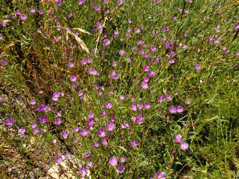 Affordable landscape design with custom design in Richmond, CA by Bird and Butterfly Gardening