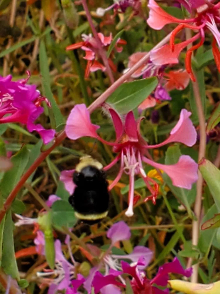 Affordable landscape installation for homes in Richmond, CA by Bird and Butterfly Gardening