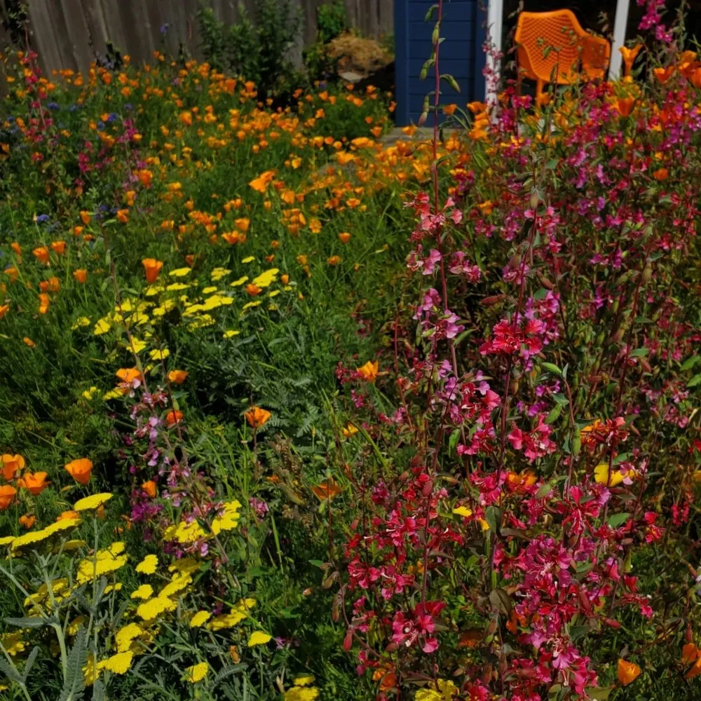 Custom landscape design in Richmond, CA - Bird and Butterfly Gardening