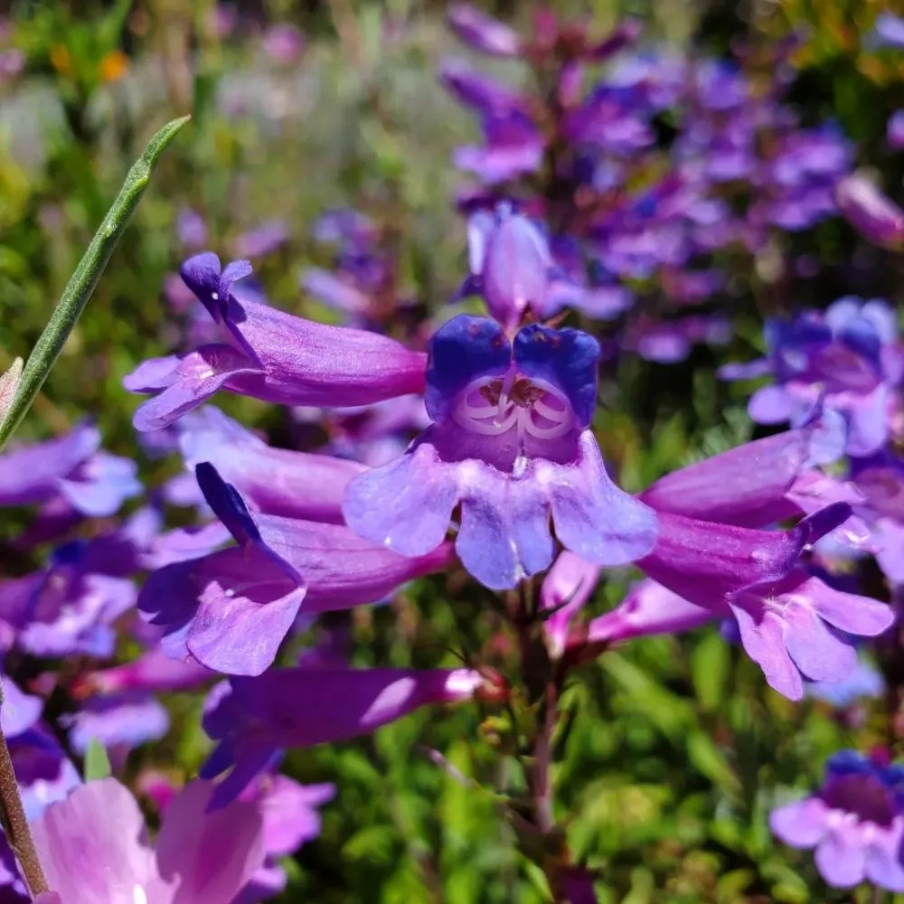 Top-rated landscape installation for year-round maintenance in Richmond, CA by Bird and Butterfly Gardening