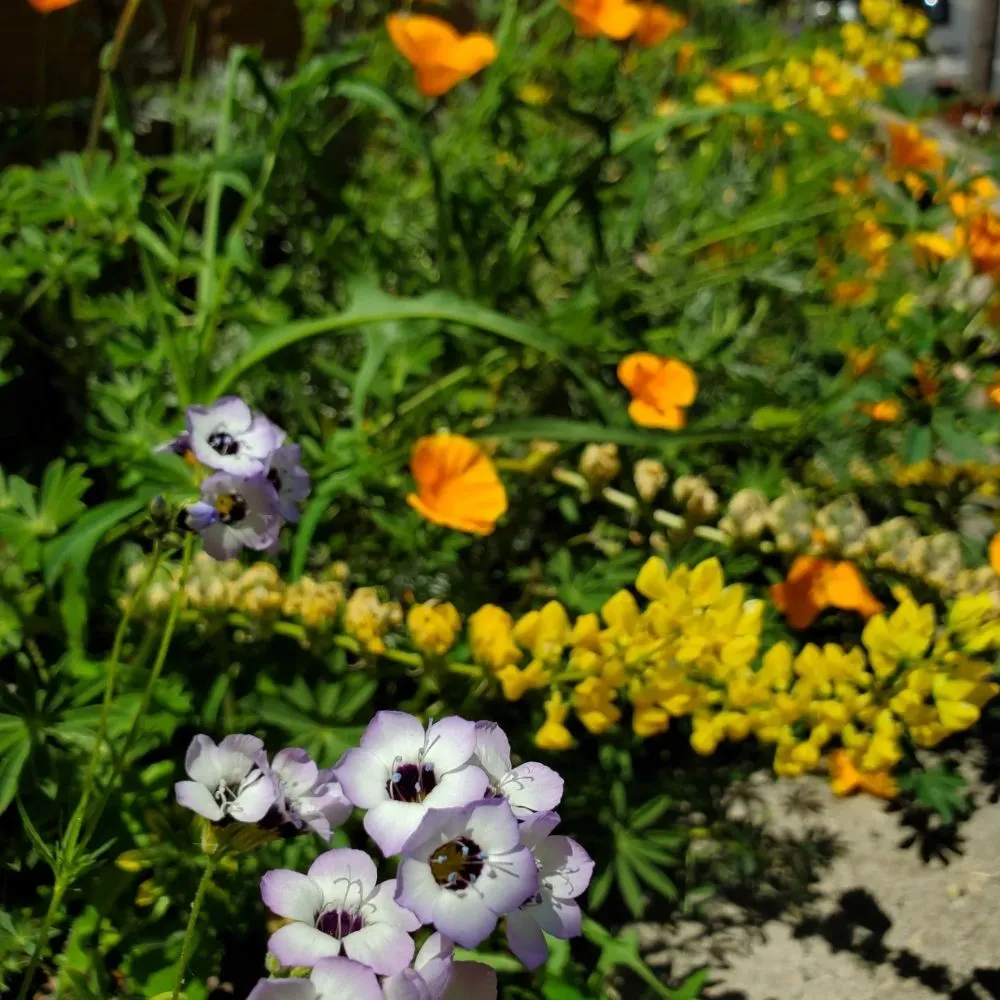 Trusted residential landscaping for outdoor upgrades in Richmond, CA by Bird and Butterfly Gardening