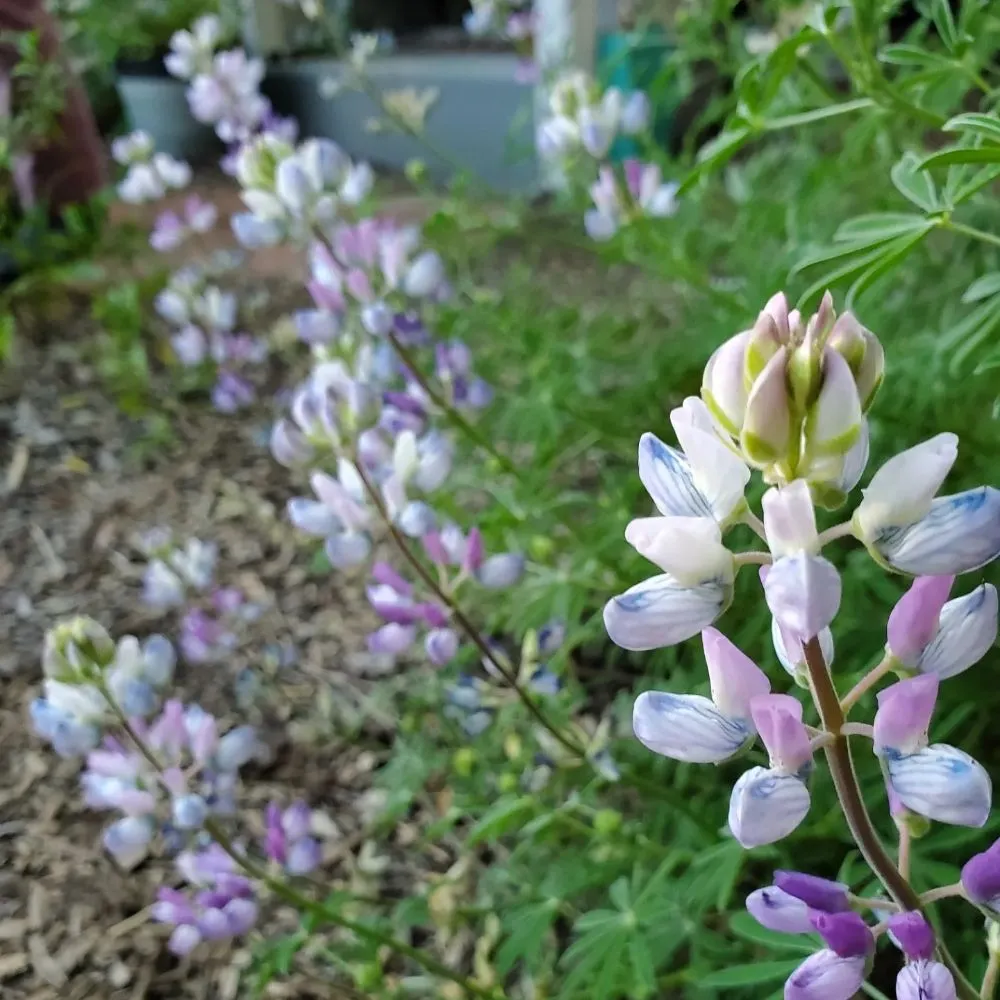 Reliable lawn care service for year-round maintenance across Richmond, CA - Bird and Butterfly Gardening