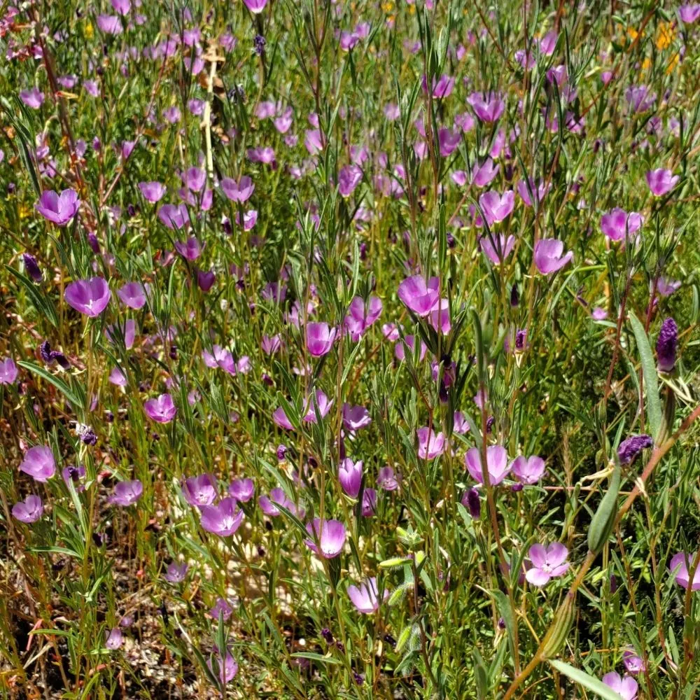 Reliable lawn care service with custom design across Richmond, CA - Bird and Butterfly Gardening