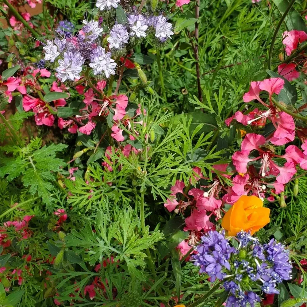 Affordable garden landscaping in Richmond, CA by Bird and Butterfly Gardening