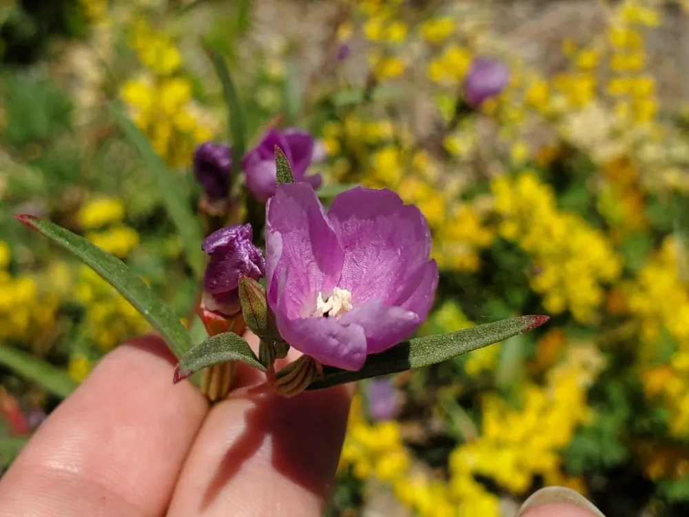 Top-rated landscaping services in Richmond, CA by Bird and Butterfly Gardening