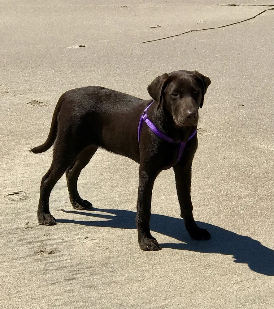 Local lawn mowing service with custom design in Albany, OR by Bird Dog Yard Maintenance and Handyman Services