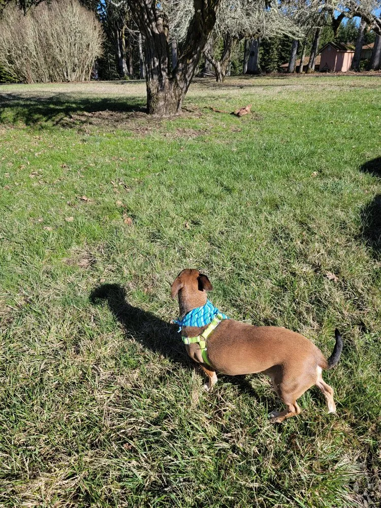 Local outdoor landscaping for year-round maintenance in Albany, OR by Bird Dog Yard Maintenance and Handyman Services