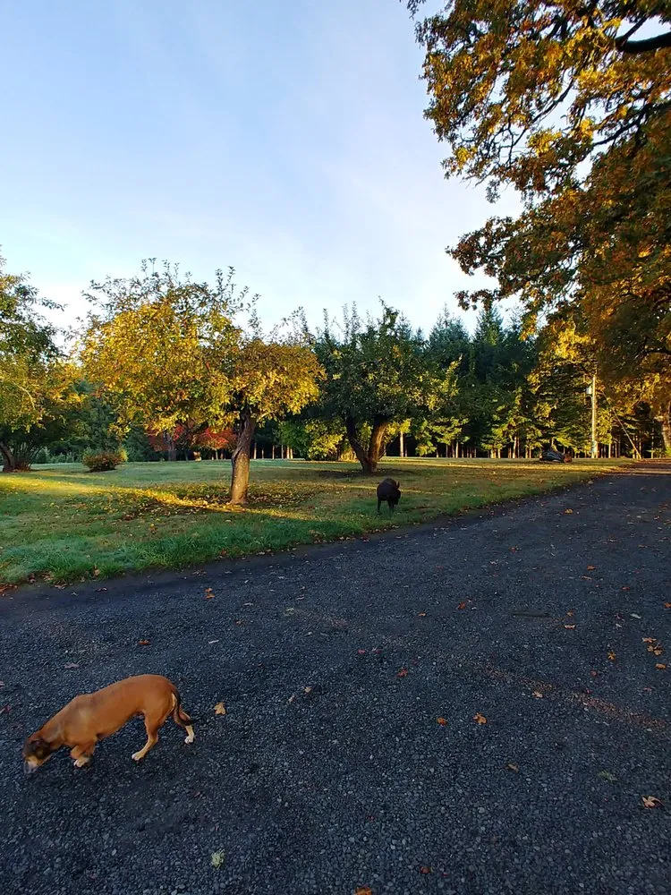 Expert landscape design for outdoor upgrades across Albany, OR - Bird Dog Yard Maintenance and Handyman Services