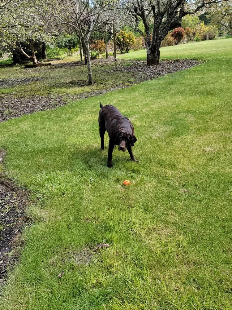 Professional landscaping services near you in Albany, OR by Bird Dog Yard Maintenance and Handyman Services