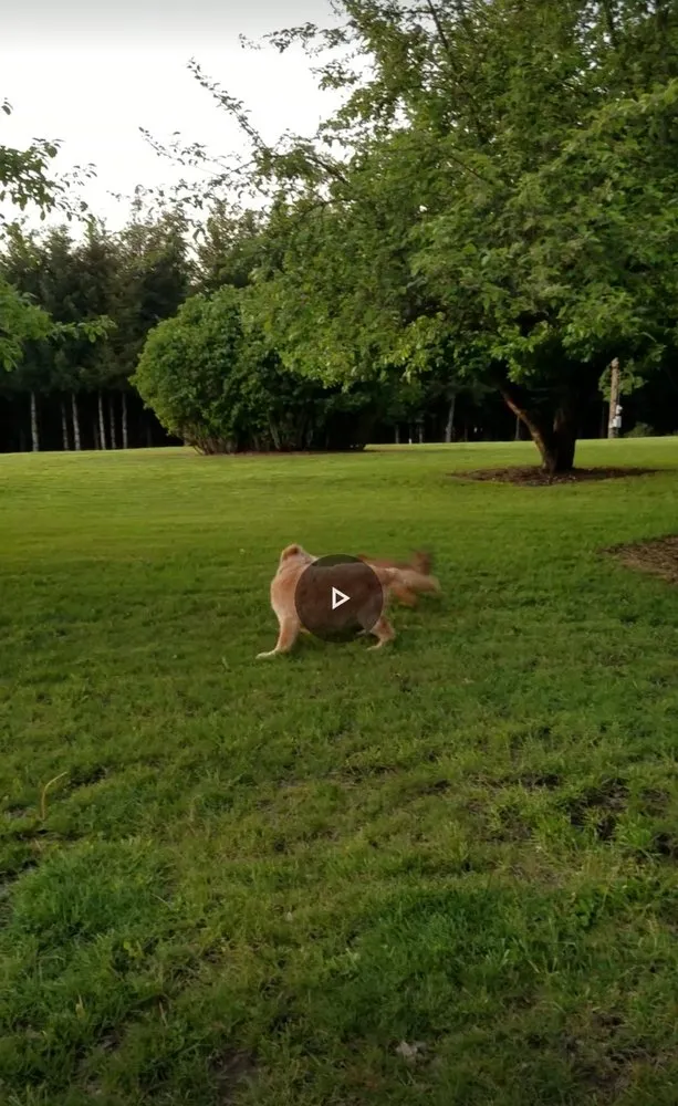 Reliable garden landscaping in Albany, OR by Bird Dog Yard Maintenance and Handyman Services