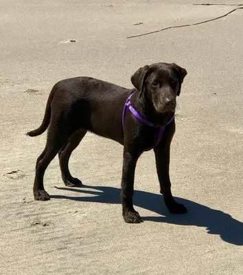 Bird Dog Yard Maintenance and Handyman Services Logo