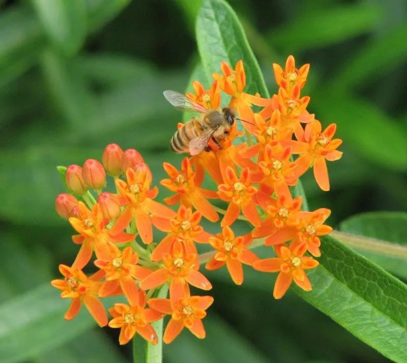 Trusted yard cleanup service for residential properties in Boxborough, MA by Bird House Garden Center