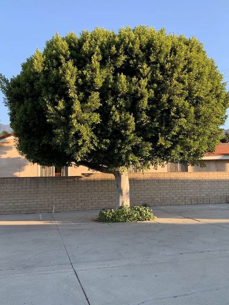 Professional lawn care service for beautiful yards in Monrovia, CA by Bird of Paradise Landscape