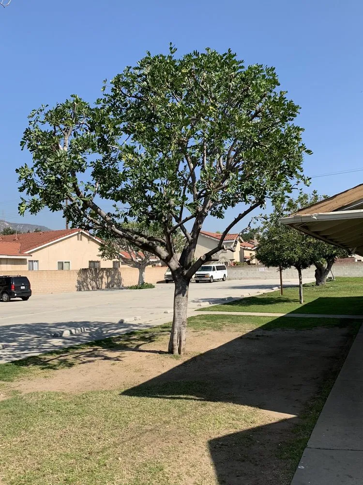 Trusted residential landscaping near you across Monrovia, CA - Bird of Paradise Landscape