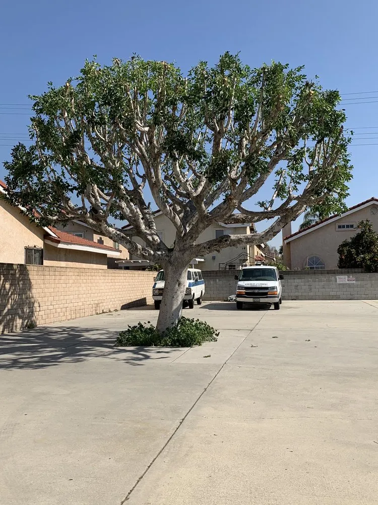 Professional lawn care service for homes in Monrovia, CA by Bird of Paradise Landscape