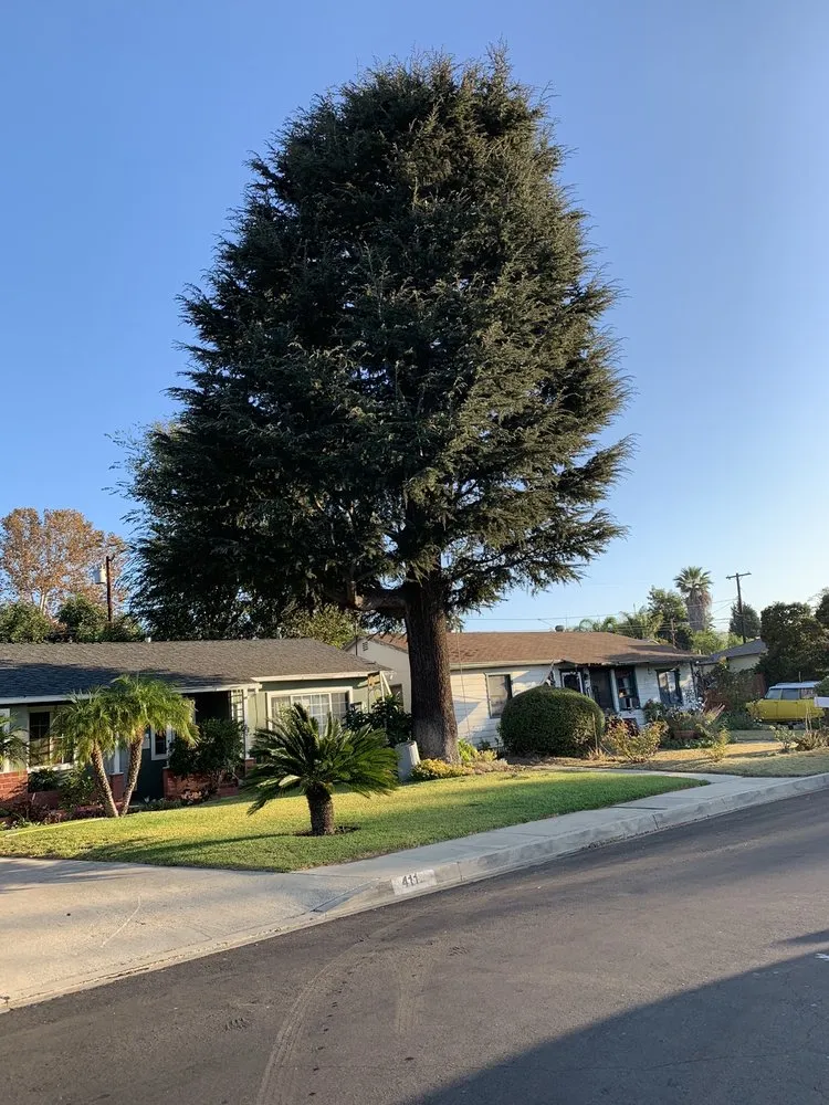 Affordable landscape installation in Monrovia, CA - Bird of Paradise Landscape