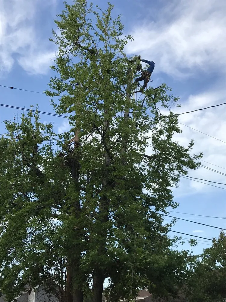 Expert residential landscaping in Monrovia, CA by Bird of Paradise Landscape