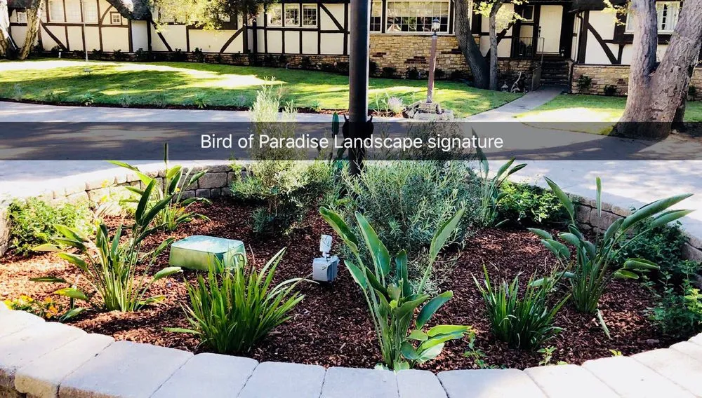Local landscape installation in Monrovia, CA - Bird of Paradise Landscape