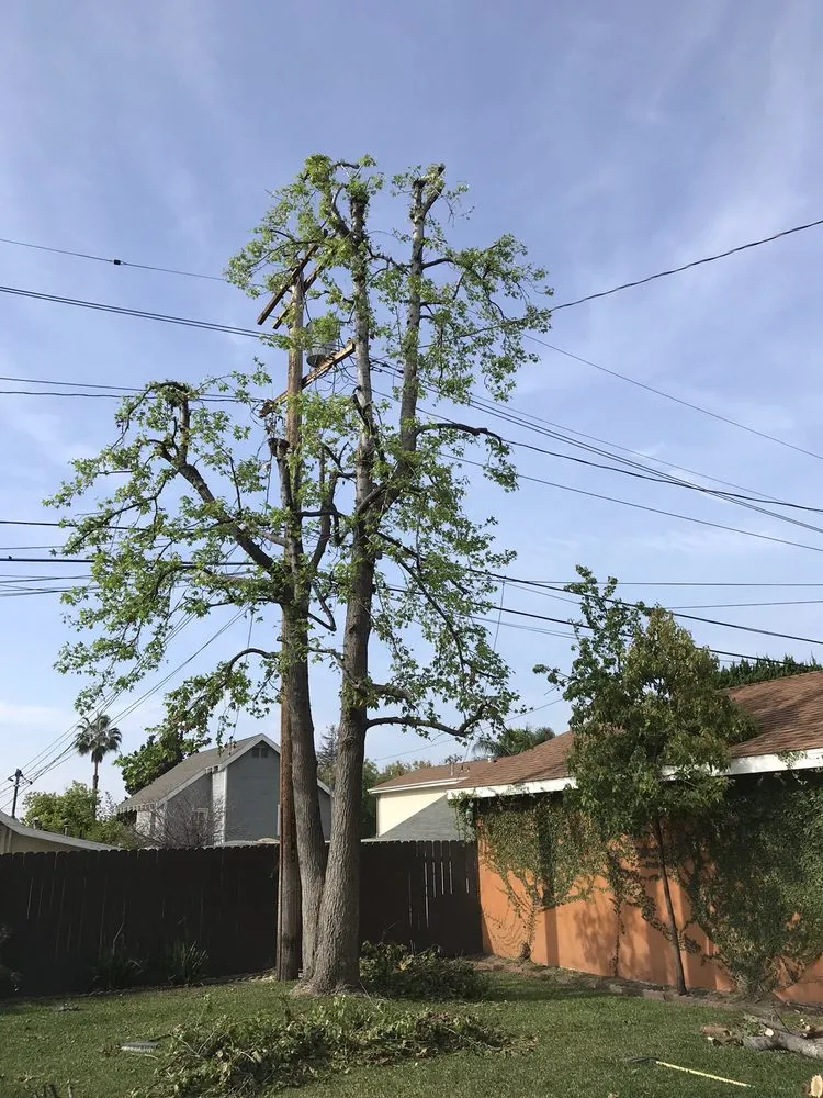 Custom yard maintenance for year-round maintenance in Monrovia, CA by Bird of Paradise Landscape