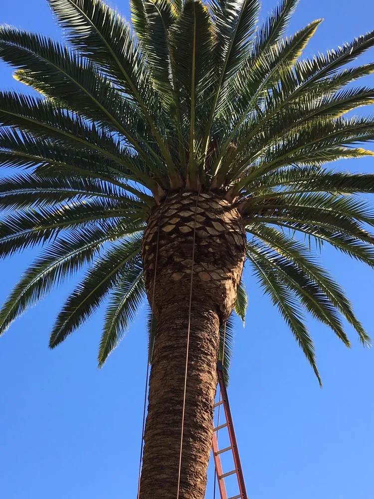 Reliable landscape design in Monrovia, CA by Bird of Paradise Landscape