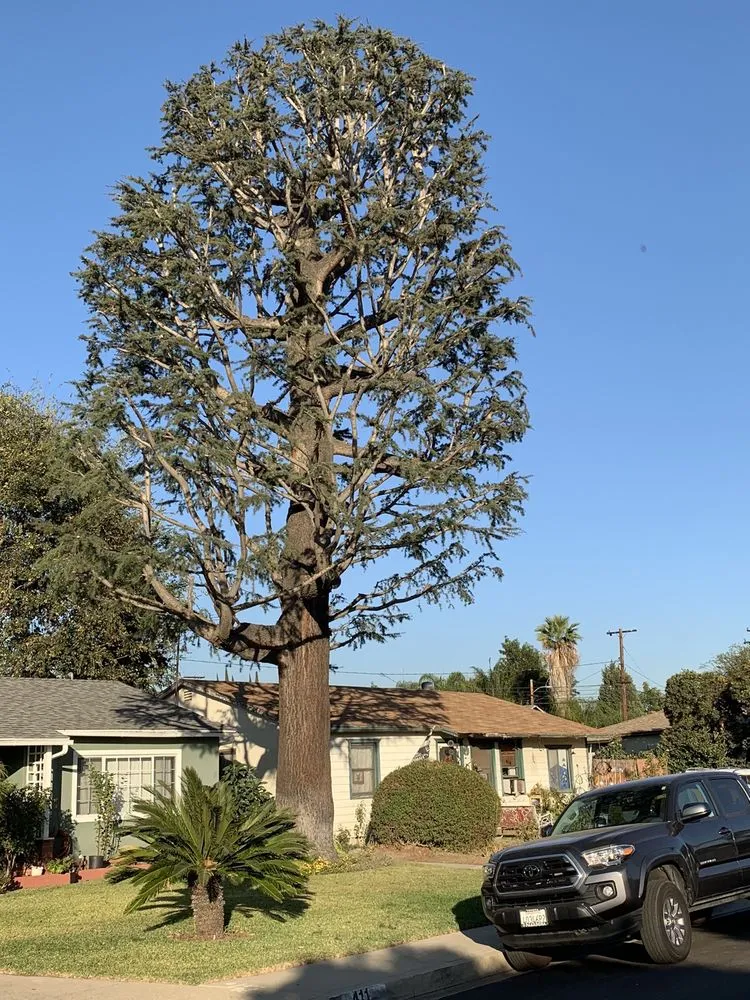 Reliable yard maintenance in Monrovia, CA - Bird of Paradise Landscape