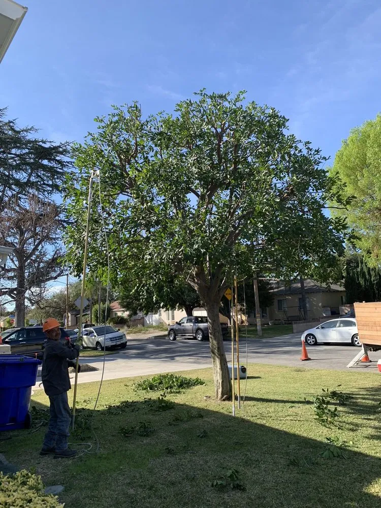 Custom residential landscaping in Monrovia, CA - Bird of Paradise Landscape