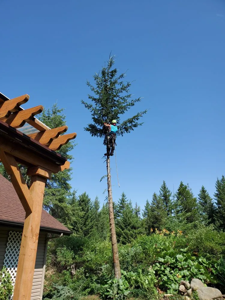 Expert yard cleanup service in Hayden Lake, ID - BirdDog MNGT/The Wood Guy
