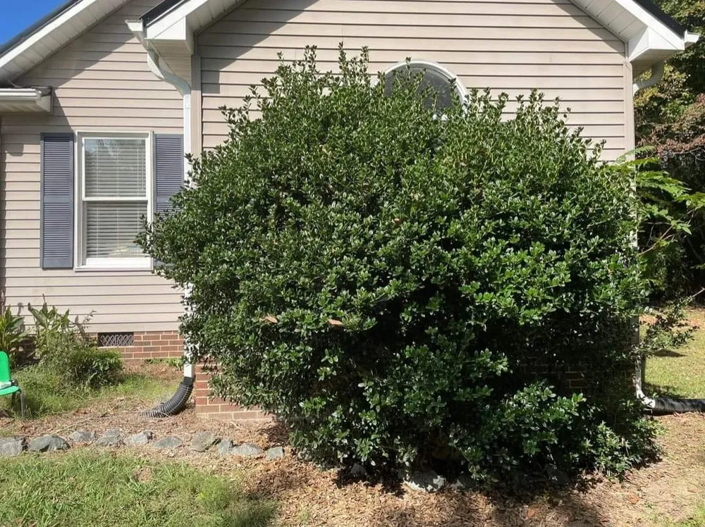 Custom landscape installation in Burlington, NC by Bird’s Plant Care and Services