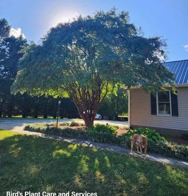 Bird’s Plant Care and Services Logo