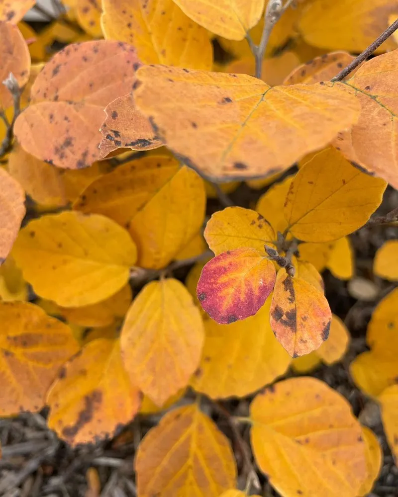 Reliable outdoor landscaping for homes across Pittsford, NY - Birdsong Landscape Design
