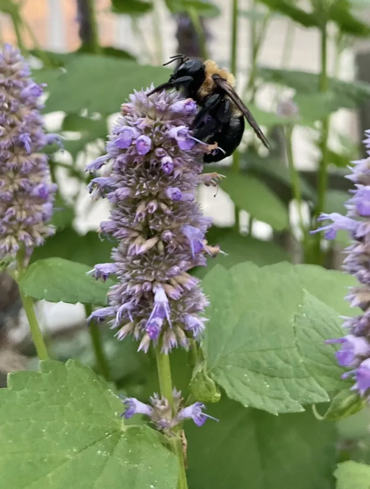 Local garden landscaping in Pittsford, NY by Birdsong Landscape Design