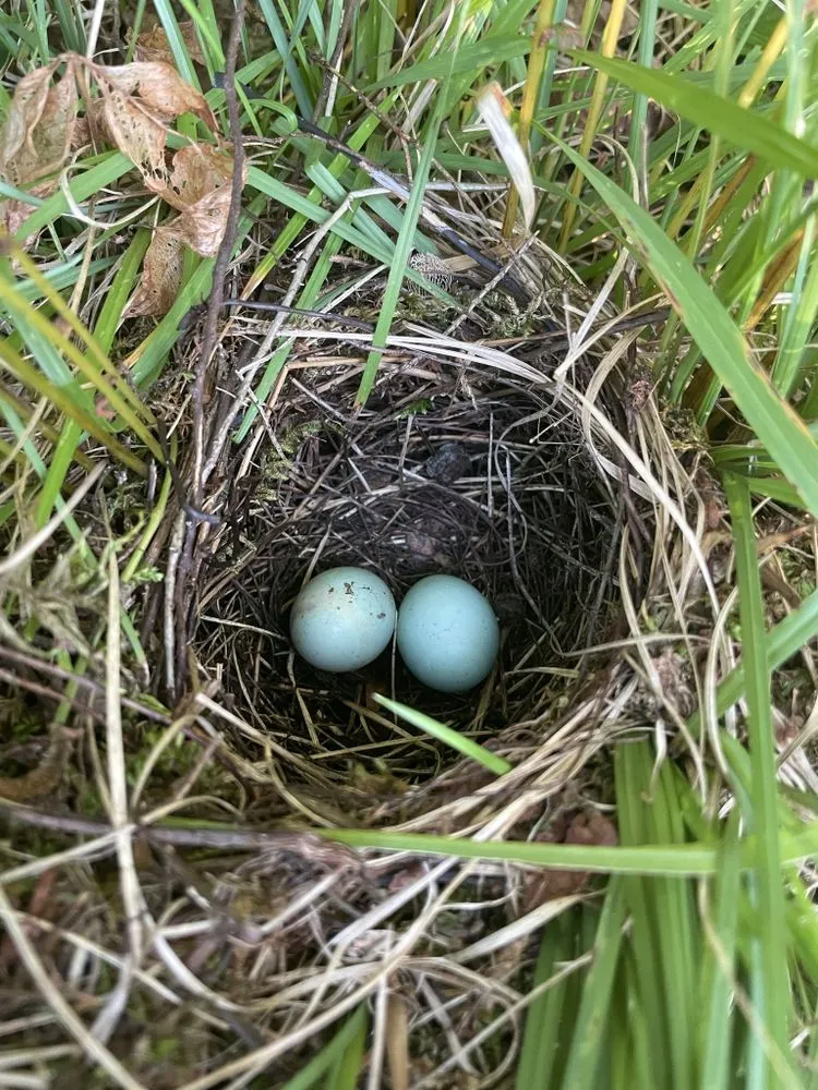 Affordable yard maintenance with custom design in Pittsford, NY by Birdsong Landscape Design