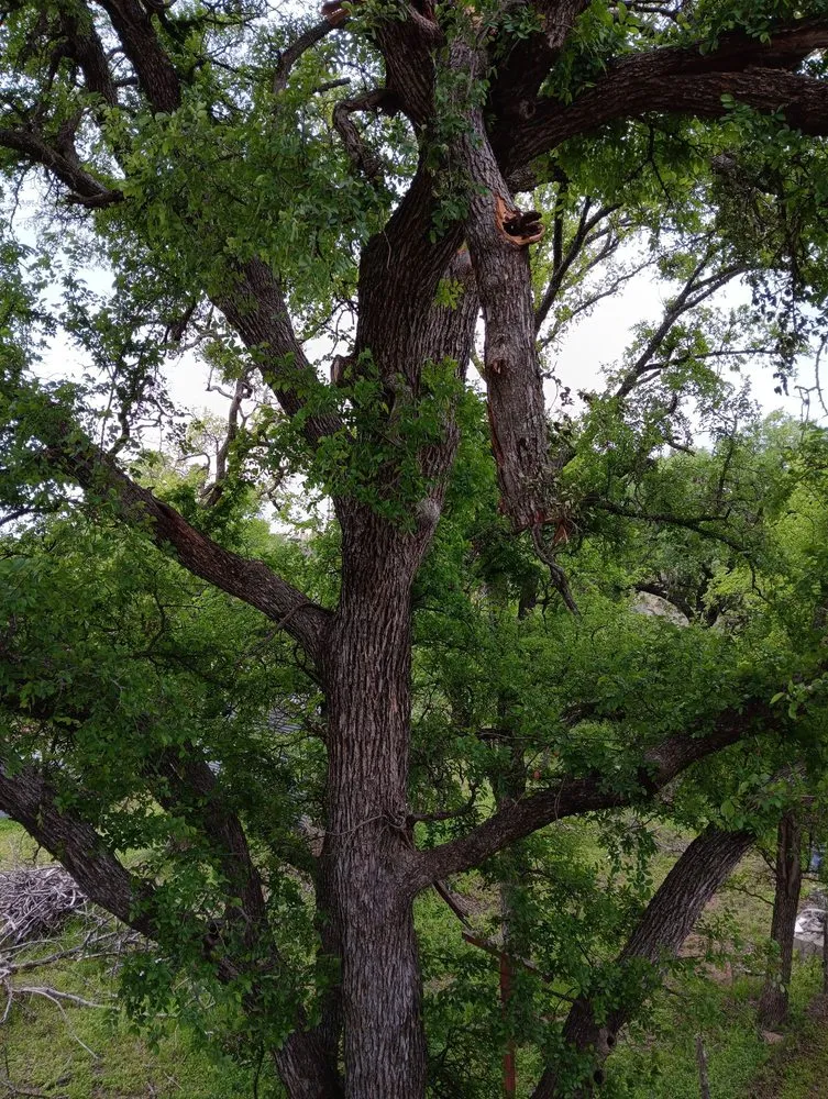 Expert lawn mowing service near you across Kingsland, TX - Birdsong's Lawn Services