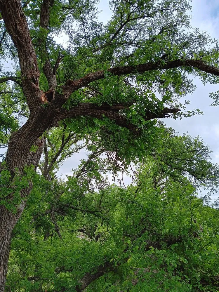 Trusted landscaping services near you across Kingsland, TX - Birdsong's Lawn Services