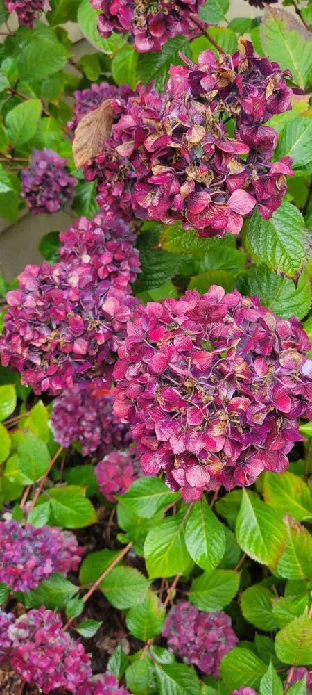 Trusted landscape installation in Seattle, WA - Birmingham Home Services