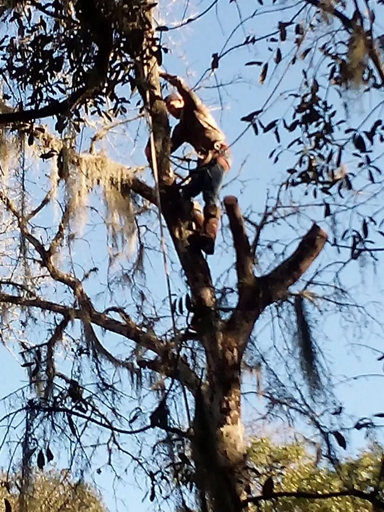 Affordable landscape installation for year-round maintenance across Silver Springs, FL - Bishop Tree And Lawn