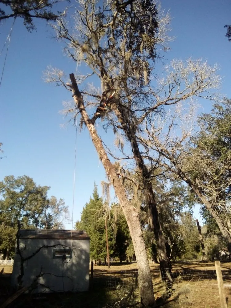 Reliable residential landscaping for year-round maintenance in Silver Springs, FL by Bishop Tree And Lawn