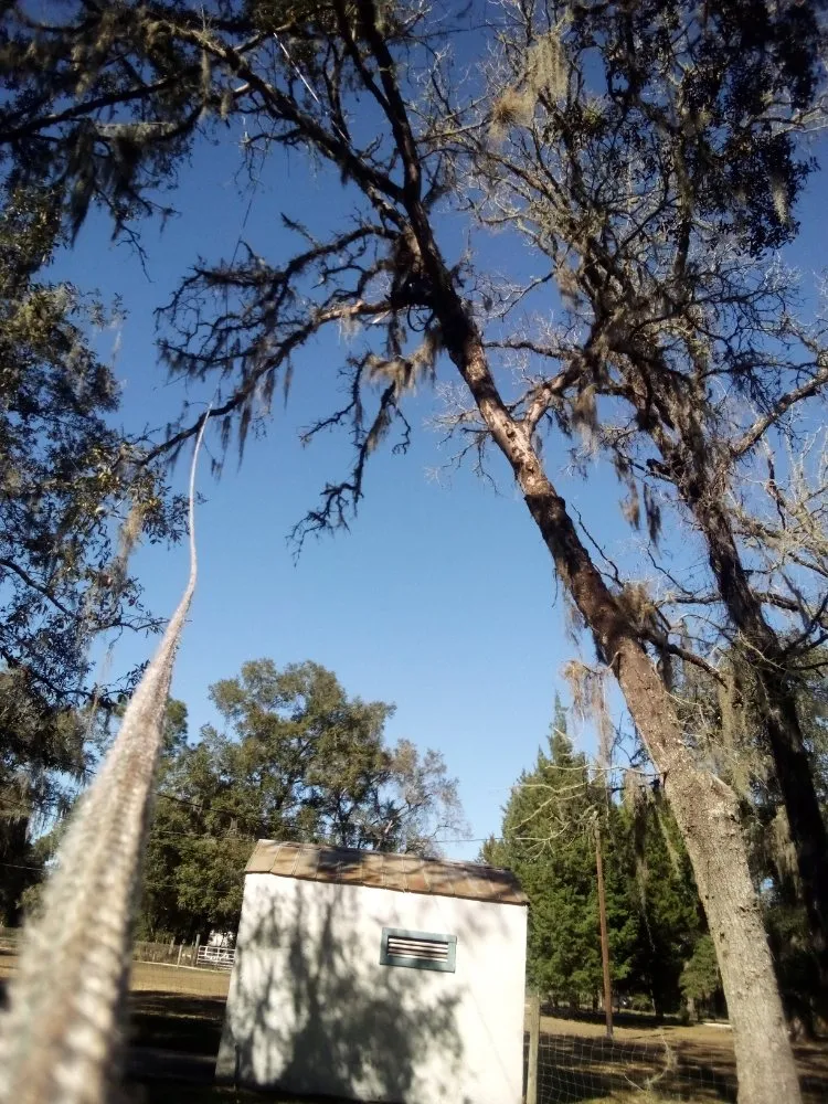 Custom outdoor landscaping for beautiful yards in Silver Springs, FL by Bishop Tree And Lawn