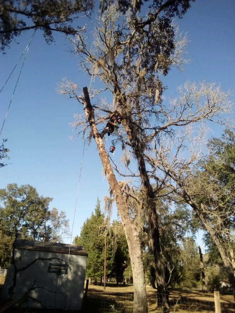 Professional residential landscaping in Silver Springs, FL by Bishop Tree And Lawn