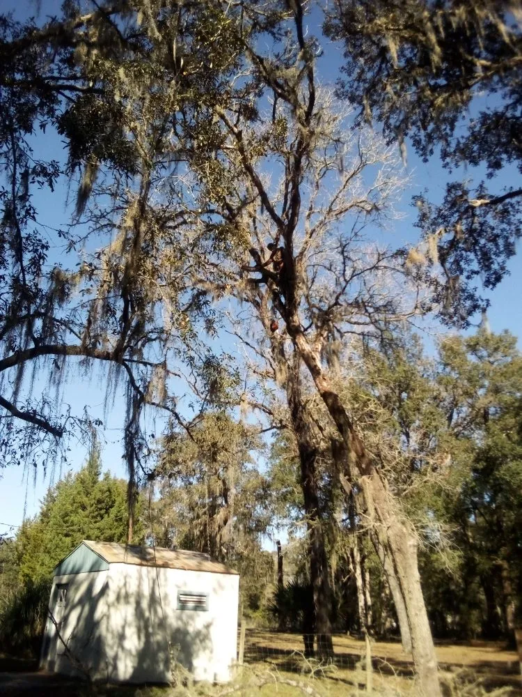 Reliable yard maintenance experts serving Silver Springs, FL - Bishop Tree And Lawn